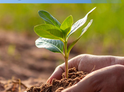 Restonic - ComfortCare DreamLux Firm