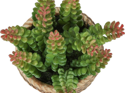 Artificial Succulent, Table Decor (Set of 2) - Green / Light Brown - Plastic