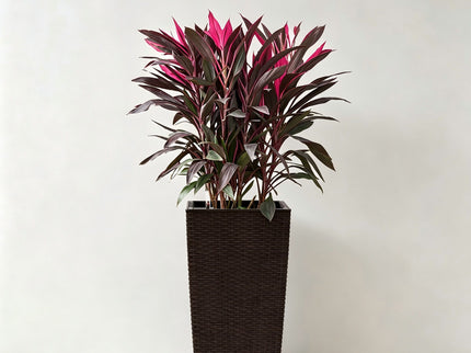 Indoor Outdoor Planter With Automatic Watering System