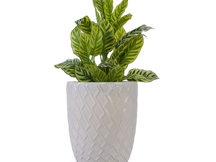 Ceramic Flowerpot, Planter For Patio, Garden, Windowsill