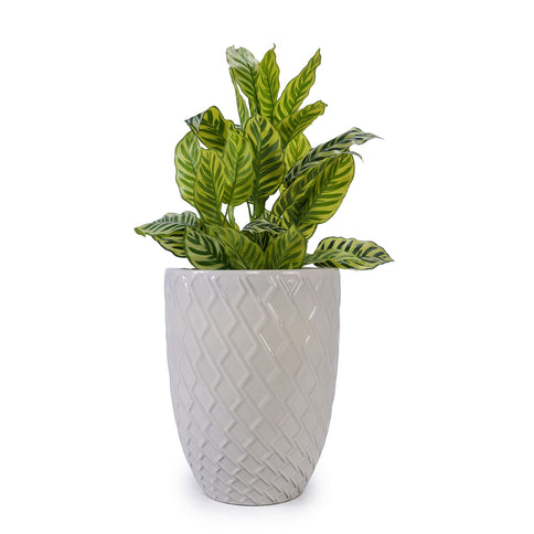 Ceramic Flowerpot, Planter For Patio, Garden, Windowsill