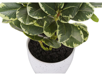 Artificial Ficus Elastica Plant (Set of 2)