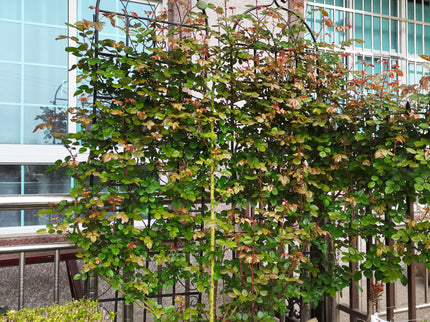 Metal Garden Rustproof Trellis For Climbing Plants Outdoor Flower Support
