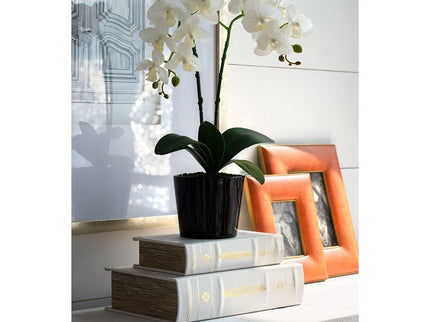 Book Boxes (Set of 2) - White / Gold