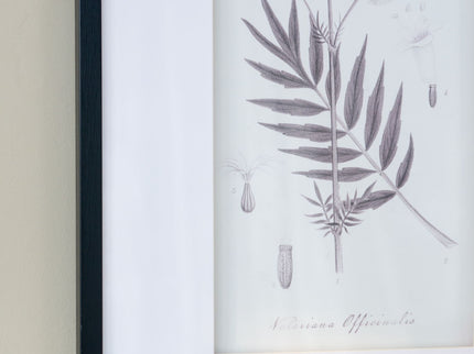 Botanical Wall Art Prints, Home Decor For Living Room Dining Room, Bedroom, Hallway (Set of 4) - White / Black