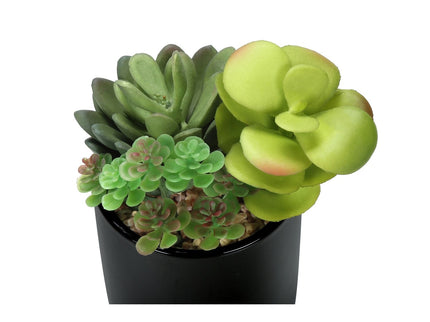 Artificial Succulent Plants (Set of 2)