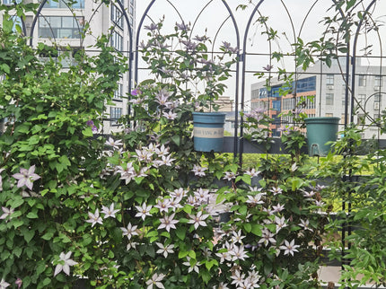 Metal Garden Trellis Rustproof Trellis For Climbing Plant, Outdoor Flower Support