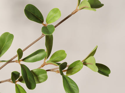 Lifelike Artificial Olive Tree With Plastic Pot For Home Living Room Decor - Green Leaves