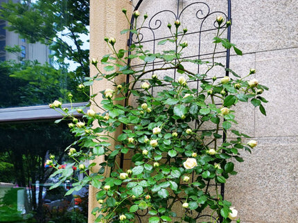 Metal Garden Trellis For Climbing Plants Outdoor Rustproof Plant Support Rose Trellis Netting Trellis