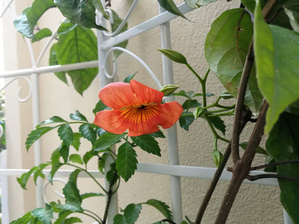 Metal Garden Rustproof Trellis For Climbing Plants Outdoor Flower Support