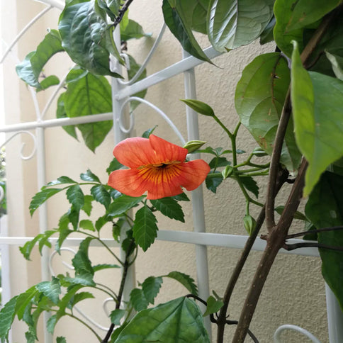 Metal Garden Rustproof Trellis For Climbing Plants Outdoor Flower Support