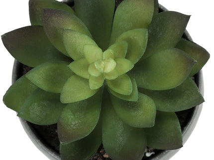 Artificial Succulent Plants (Set of 3)