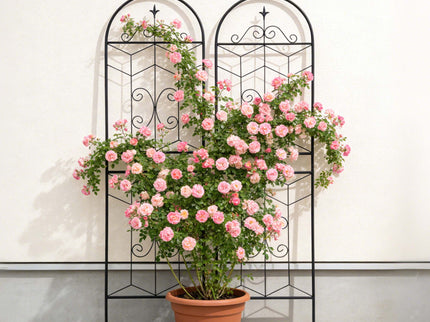 Garden Trellis, Rustproof Support For Climbing Plants