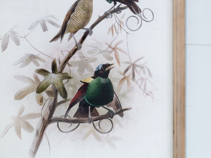 Bird Framed Print (Set of 2) - Multicolor