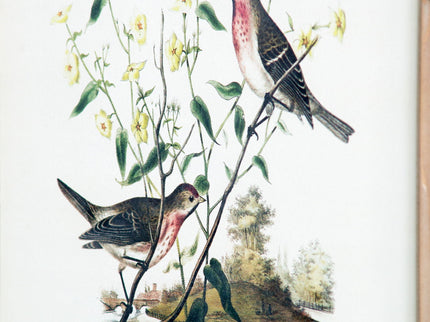 Bird Framed Print (Set of 4) - Multicolor