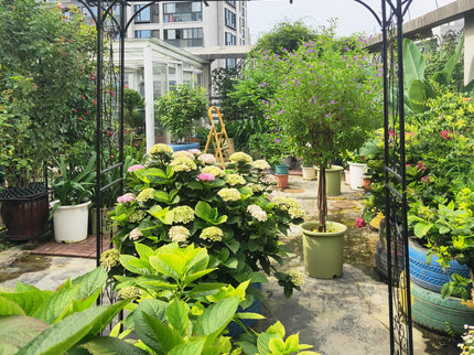 Metal Garden Arch Climbing Plants Support Rose Arch Outdoor - Black
