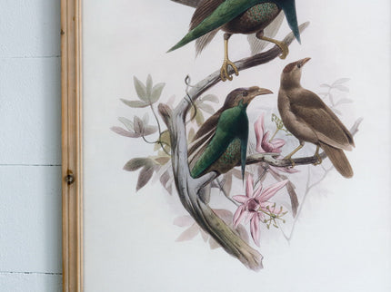 Bird Framed Print (Set of 2) - Multicolor