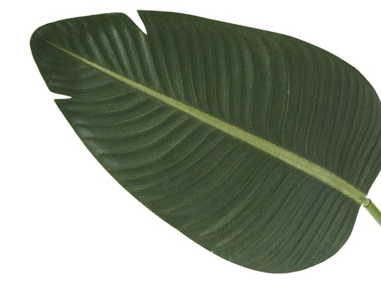 60" Tall, Artificial Plant, Bird Of Paradise Tree, Indoor, Faux, Fake, Floor, Greenery, Potted, Decorative - Green / Black