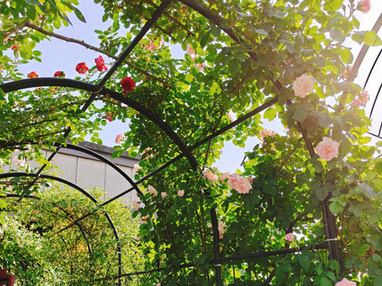 Metal Garden Arch With Two Plant Stands Wide High Climbing Plants Support Rose Arch Outdoor - Black