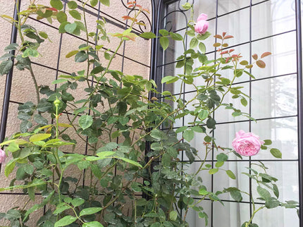 Metal Garden Trellis For Climbing Plants Outdoor Rustproof Plant Support Rose Trellis Netting Trellis
