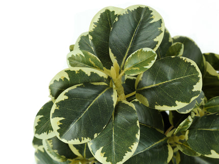 14" Tall, Artificial Plant, Ficus, Indoor, Faux, Fake, Table, Greenery, Potted, Decorative (Set of 2) - Green / Black