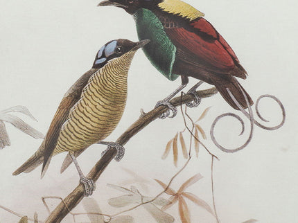 Bird Framed Print (Set of 2) - Multicolor