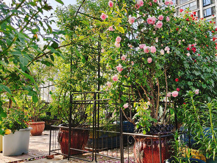 Metal Garden Arch With Gate High Climbing Plants Support Rose Arch Outdoor - Black