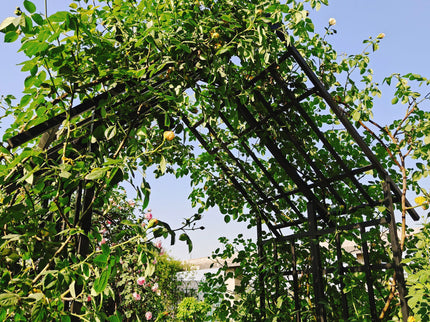 Garden Arch With Adjustable Width Climbing Plants Support - Black