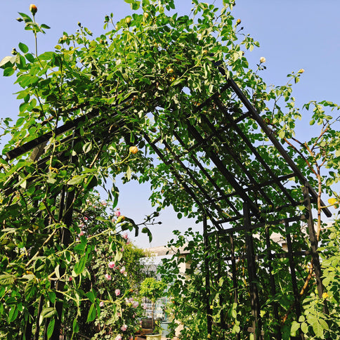 Garden Arch With Adjustable Width Climbing Plants Support - Black