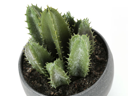 Artificial Succulent Plants (Set of 3)
