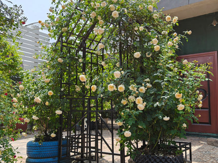 Garden Arch With Gate Climbing Plants Support Outdoor - Black