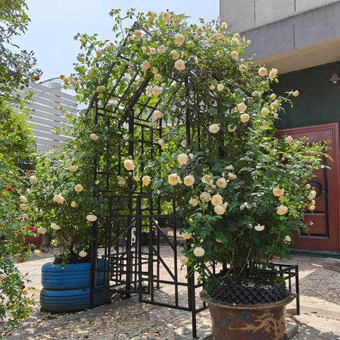 Garden Arch With Gate Climbing Plants Support Outdoor - Black