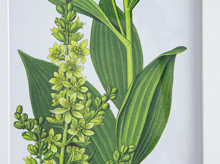 Botanical Flower Wall Art, Home Decor For Living Room Dining Room, Bedroom, Hallway (Set of 4) - White / Blue