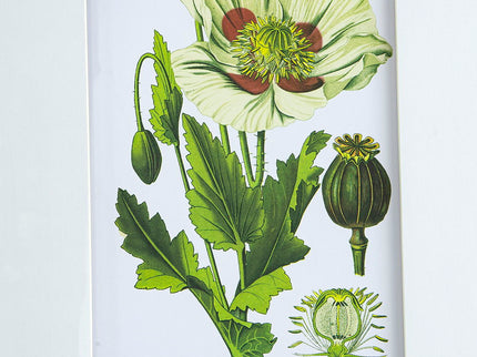 Botanical Flower Wall Art, Home Decor For Living Room Dining Room, Bedroom, Hallway (Set of 4) - White / Blue