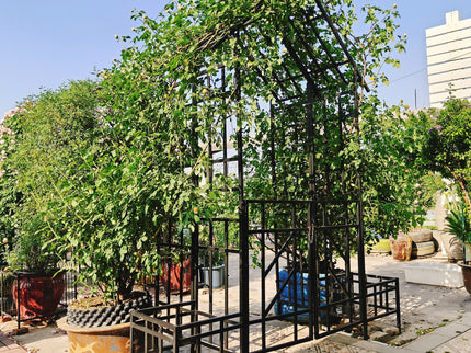 Garden Arch With Gate With Planter, Climbing Plants Support Outdoor - Black