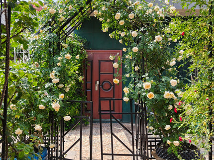 Garden Arch With Gate Climbing Plants Support Outdoor - Black