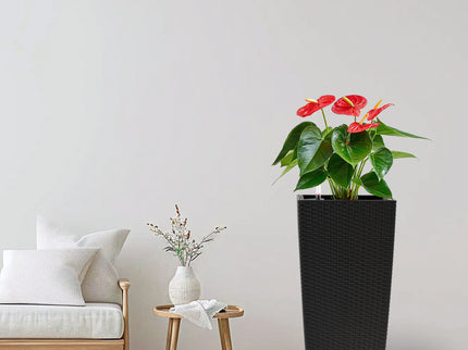 Indoor Outdoor Planter With Automatic Watering System