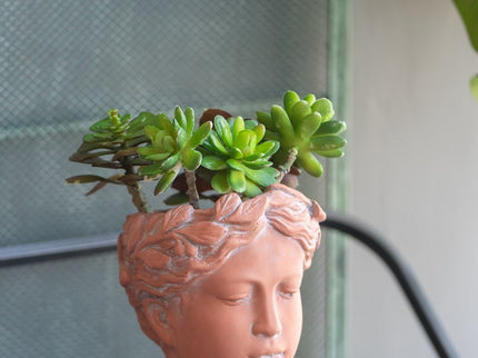 D6X9" Visage Head Bust Planter - Brown