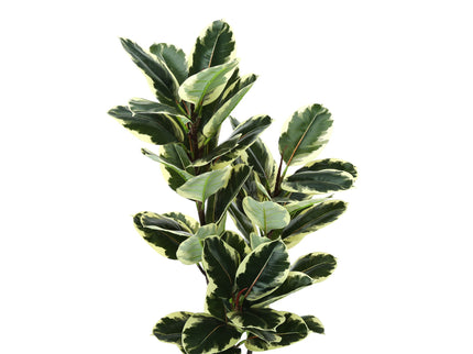 47" Tall, Artificial Plant, Oak Tree, Indoor, Faux, Fake, Floor, Greenery, Potted, Real Touch, Decorative - Green / Black