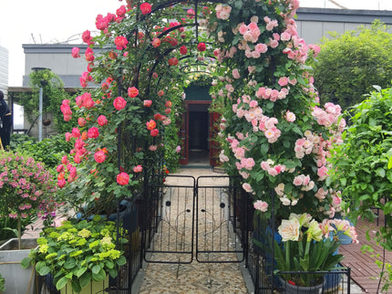 Metal Garden Arch With Two Plant Stands Wide High Climbing Plants Support Rose Arch Outdoor - Black