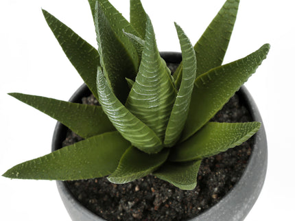 Artificial Succulent Plants (Set of 3)