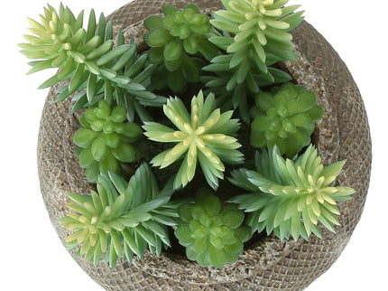 Artificial Succulent, Table Decor (Set of 2) - Green / Brown
