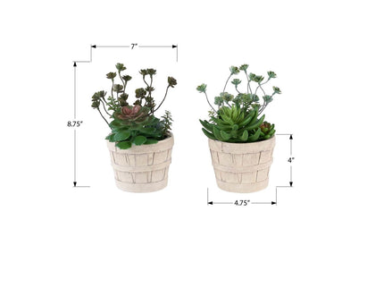 Artificial Succulent, Table Decor (Set of 2) - Green / Beige