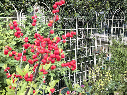 Metal Garden Rustproof Trellis For Climbing Plants Outdoor Flower Support