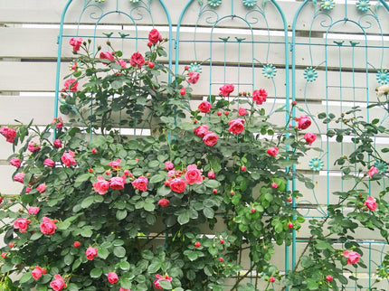 Metal Garden Trellis Rustproof Trellis For Climbing Plant Outdoor Flower Support