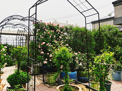 Garden Arch, Climbing Plants Support Outdoor - Black