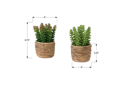 Artificial Succulent, Table Decor (Set of 2) - Green / Light Brown - Plastic