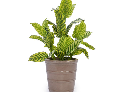 3 Pieces Flowerpot, Planter For Patio, Garden Or Windowsills