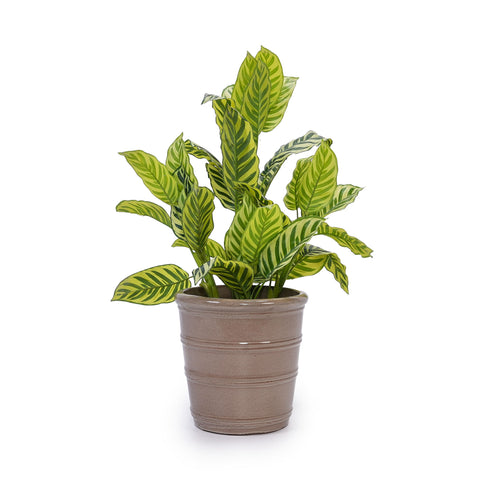 3 Pieces Flowerpot, Planter For Patio, Garden Or Windowsills