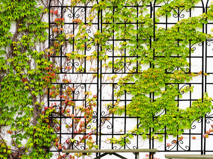 Metal Garden Rustproof Trellis For Climbing Plants Outdoor Flower Support